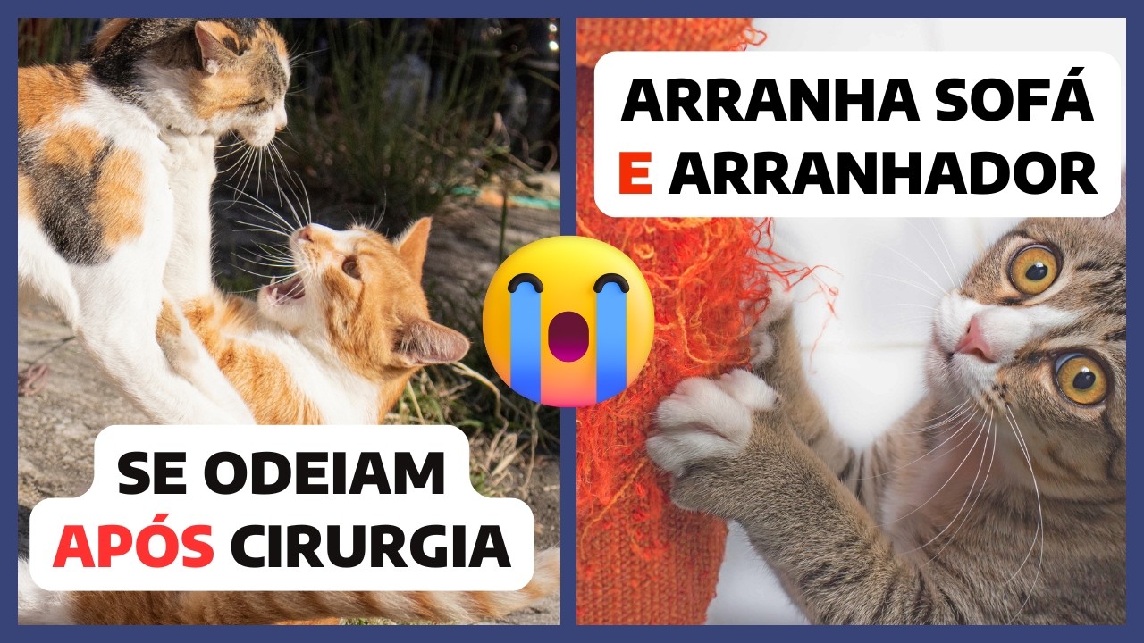 GATO USA ARRANHADOR E ARRANHA MÓVEIS - O QUE FAZER? | BRIGAS PÓS CIRURGIA: CATIOFELI EXPLICA! EP. 07