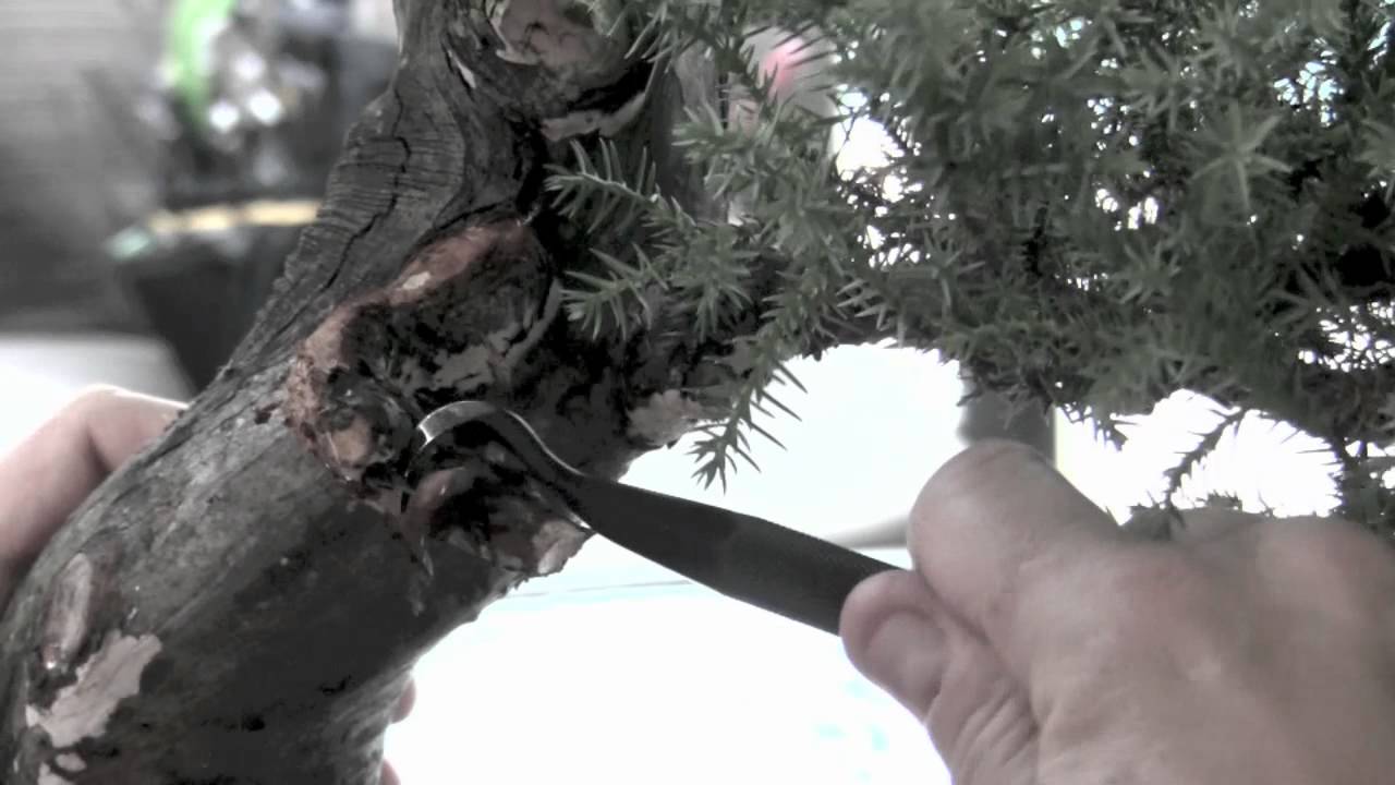 How To Bonsai - Creating Jins & Shari