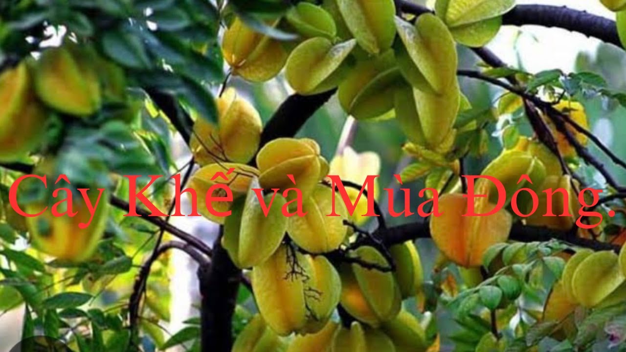 #93 Vườn Mùa Đông  Lạnh Nhưng Yên Bình Bên Cây Khế. 1/11/2026