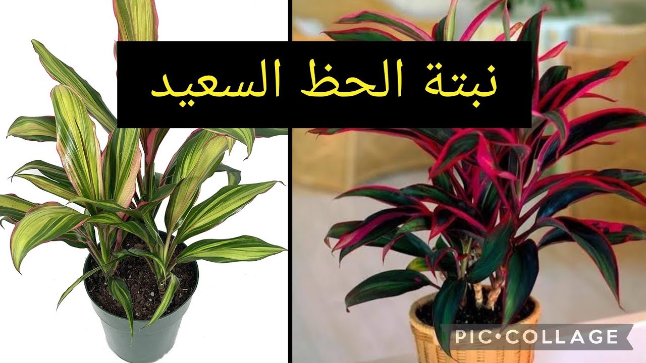 نبتة الحظ السعيد أو نبتة الكوردالين الجميلة ،أجمل نبتة زينة أضفها إلى حديقة منزلك #explore