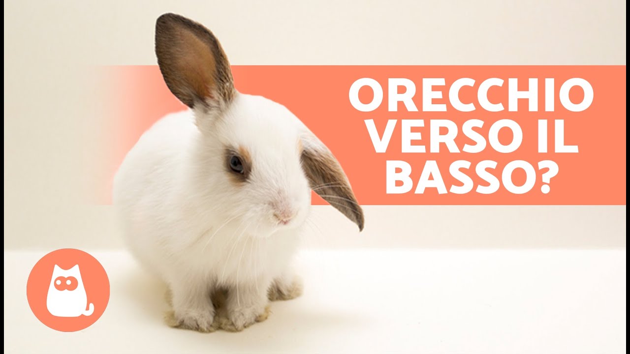Perch&eacute; il mio CONIGLIO ha l'ORECCHIO IN GI&Ugrave;? 🐰 (4 cause)