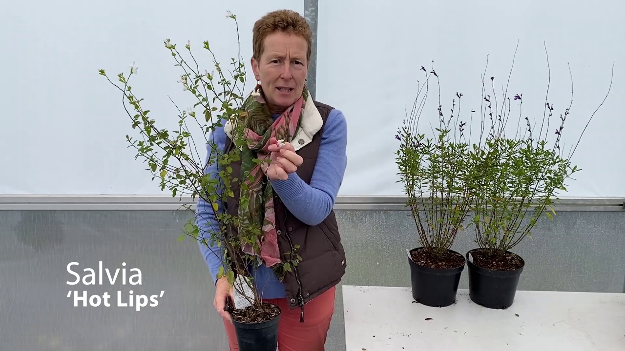 Preparing Salvia for Winter/Spring
