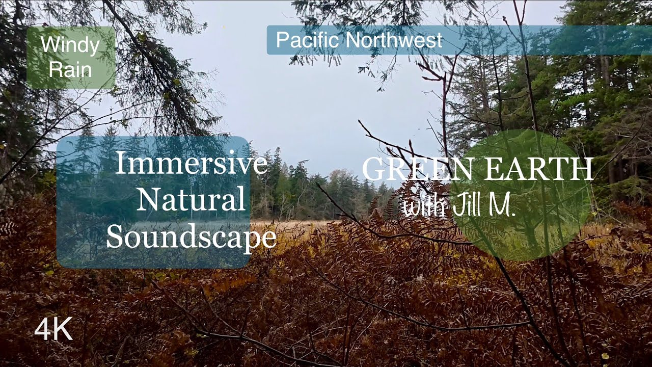 Nature Soundscape:  Windy Rain under the Trees, Northwest Coastal Marshlands