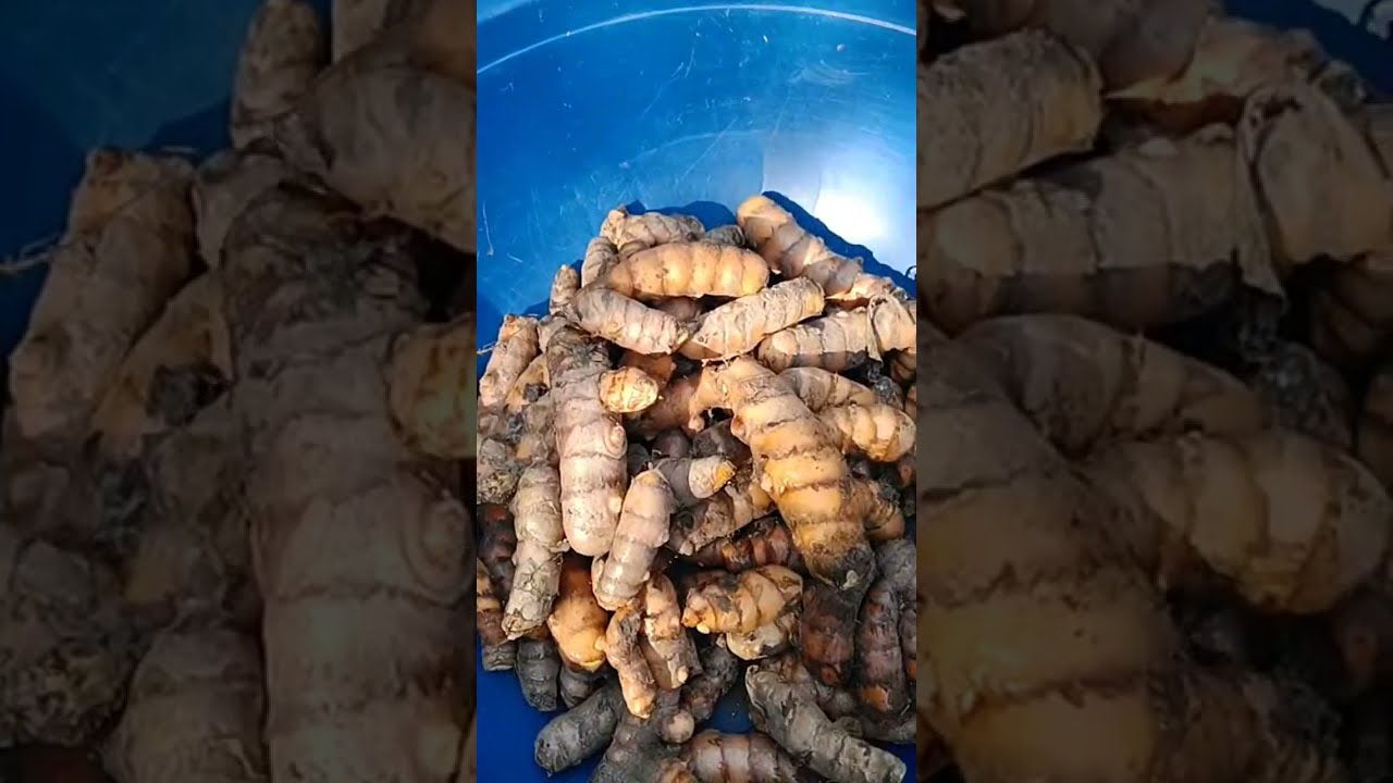 turmeric harvesting in my village 😍 🥰 ✨ 🌱Garden to plate 🍛 is live