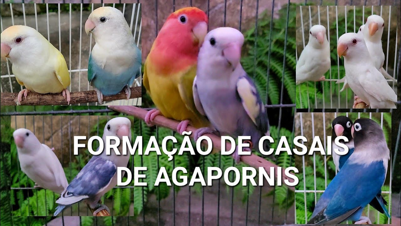 Formação de casais de Agapornis e várias dicas para a sua criação