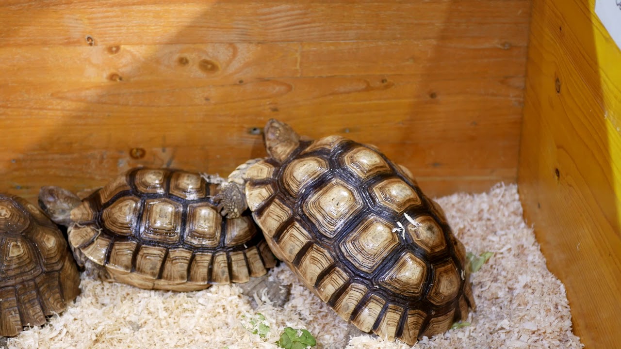 I love reptiles - Fiera di Fiano Romano