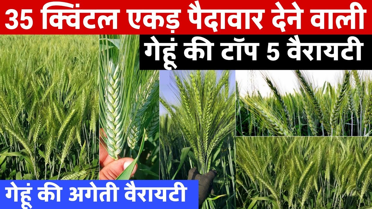 Gehu ki Top Variety 2025🌾Gehun ki variety🌾2025 में गेहूं की सबसे ज्यादा पैदावार देने वाली 5 वैरायटी