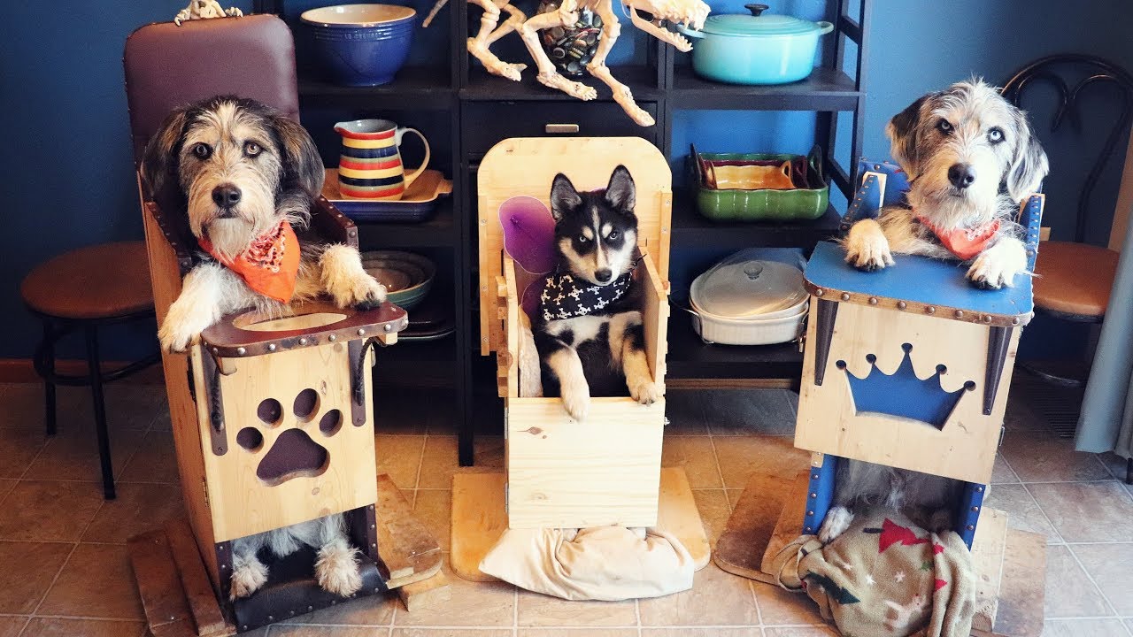 Puppy with Megaesophagus gets her own Bailey chair