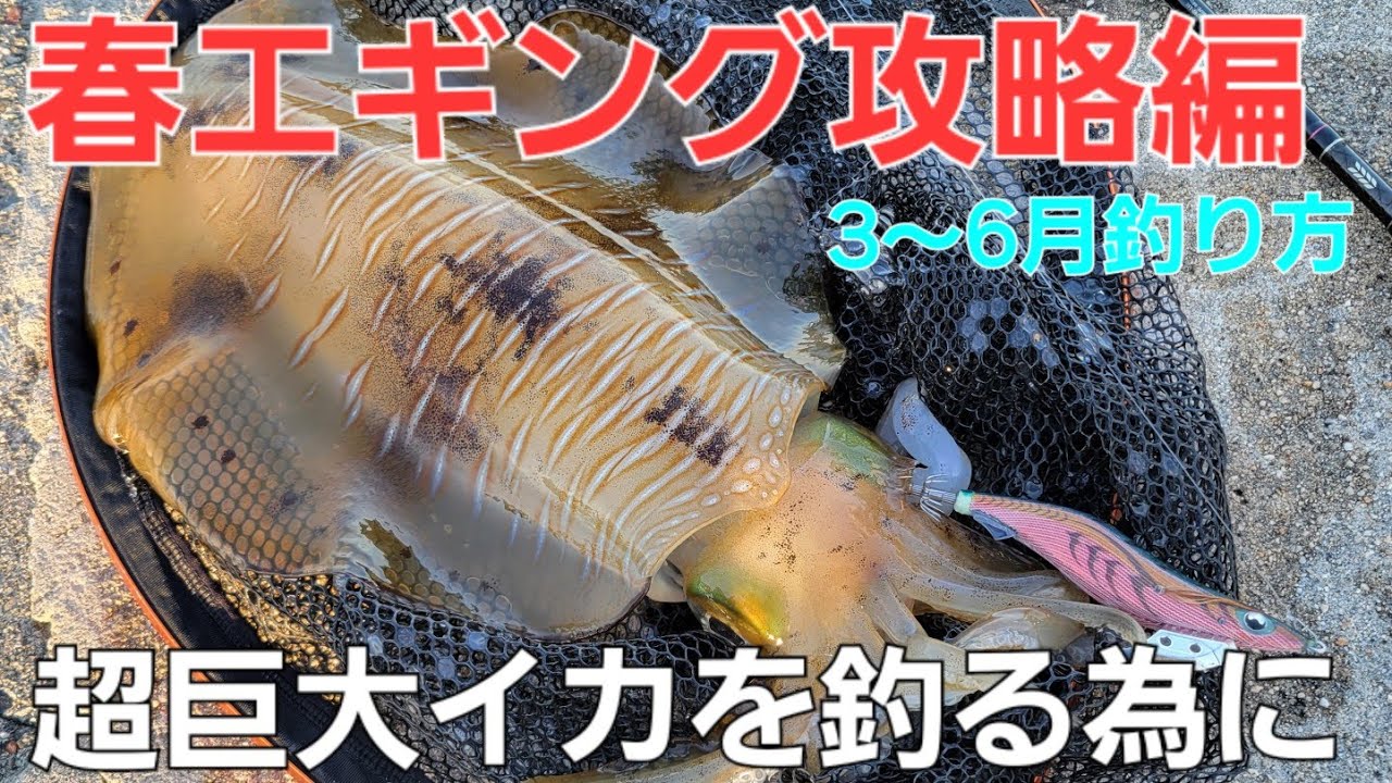 【エギング】大きさが半端ない各地で歓喜。堤防から2～3キロが狙える春イカ攻略の基礎