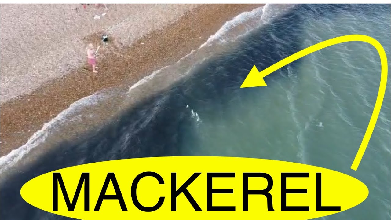 UK MACKEREL FISHING 2025 June shoal fishing Sussex beach