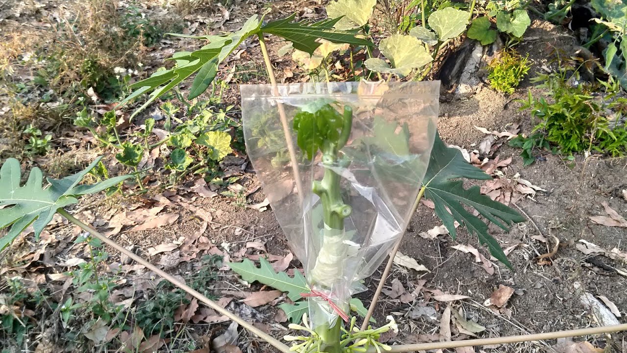 របៀប  តចុងល្ហុងញី ទៅដើមល្ហុងឈ្មោល
