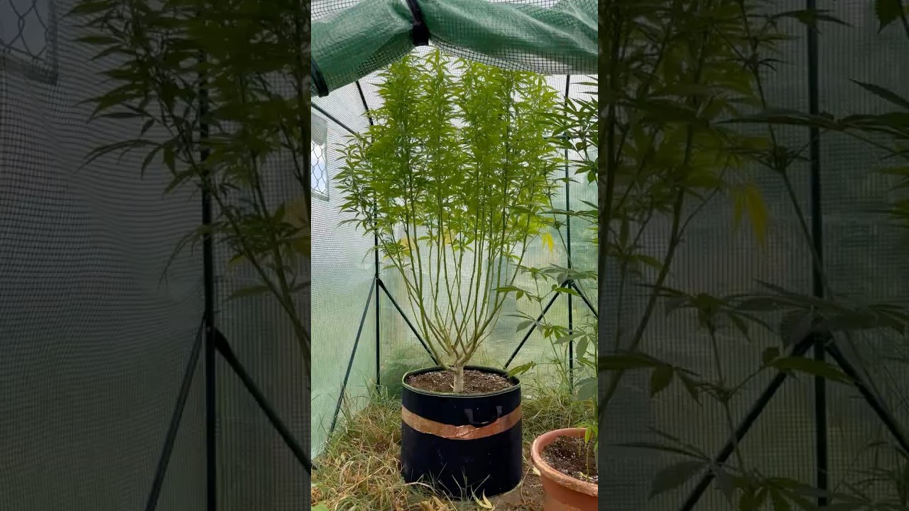 🔥🍃 #grow #plants #sativa #indica #hybrid #nature #outdoor  #flower #shorts #420 #Cannabis