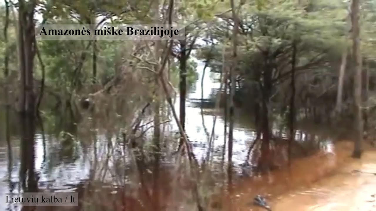 Brazilijos Amazonės atogrąžų mi&scaron;kai &ndash; Amazonės peizažas