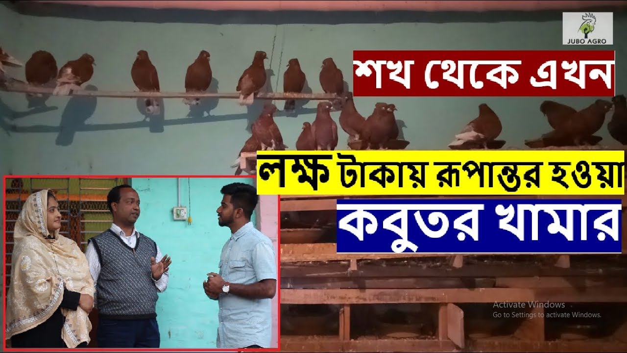 শখ থেকে এখন লক্ষ টাকায় রূপান্তর হওয়া কবুতর খামার_কবুতর পালন করে ব্যাপক সফল এই দম্পতি | 01725872787