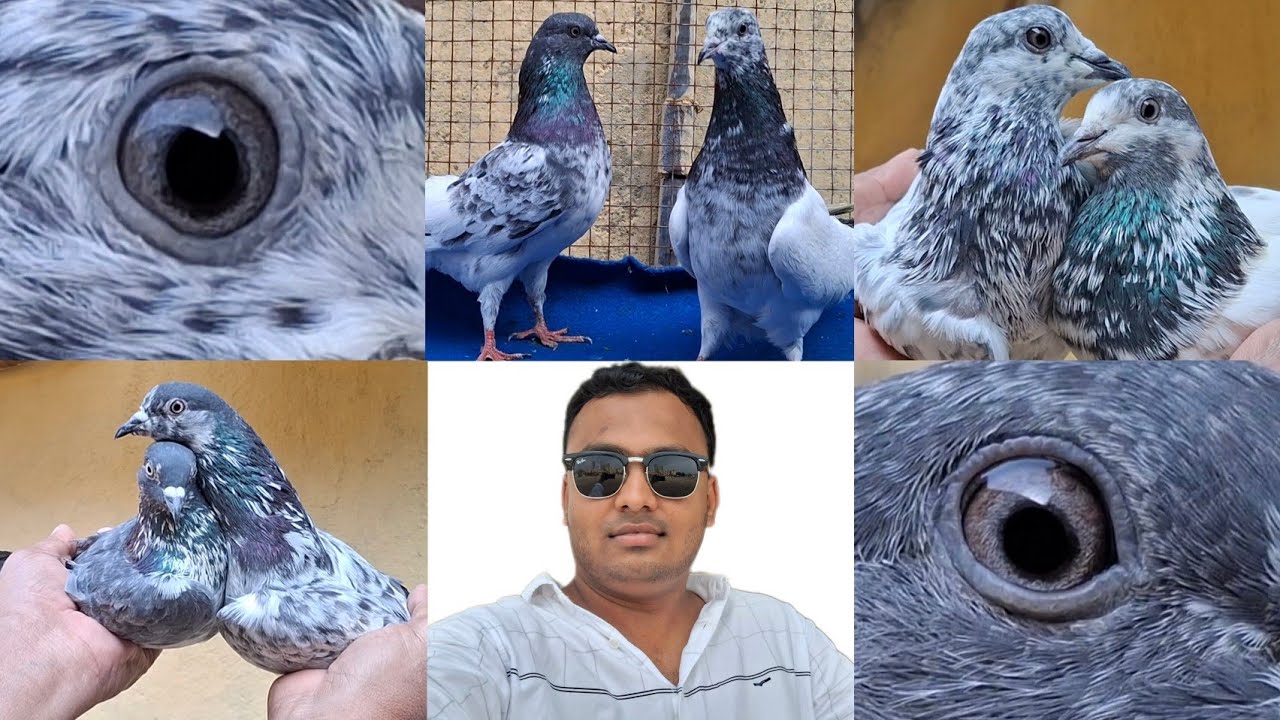 Original Sialkoti Kabootar 🕊️ High Flyers Sialkot Pigeon, Maharashtra Mumbai,