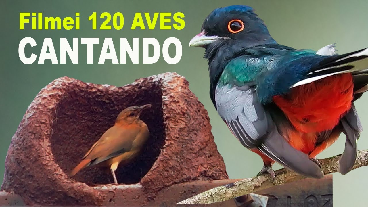 Filmei 120 aves do brasil cantando | inhambu, perdigão, seriema, surucuá