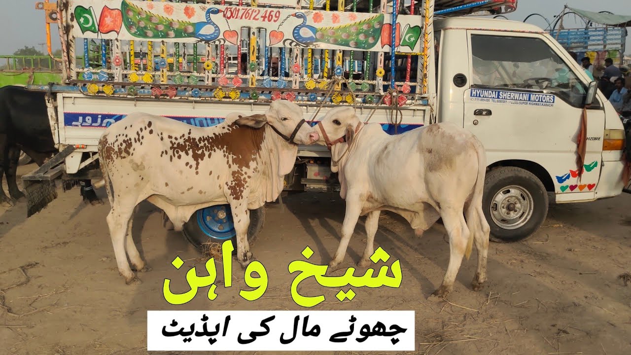 Sheikhwan Mandi Choty Mall ki Update | @MandiBoy8080 | Zeeshan Khan 