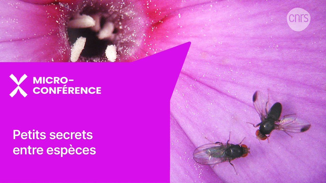 Petits secrets entre espèces | Micro-conférence | Les Échappées inattendues