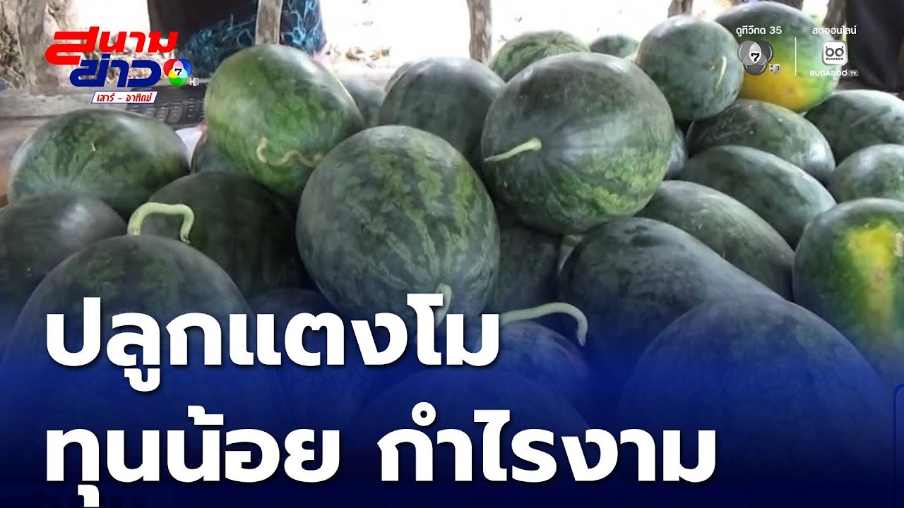 ปลูกแตงโมเสริม ทุนน้อย กำไรงาม จ.สตูล | สนามข่าวเสาร์-อาทิตย์