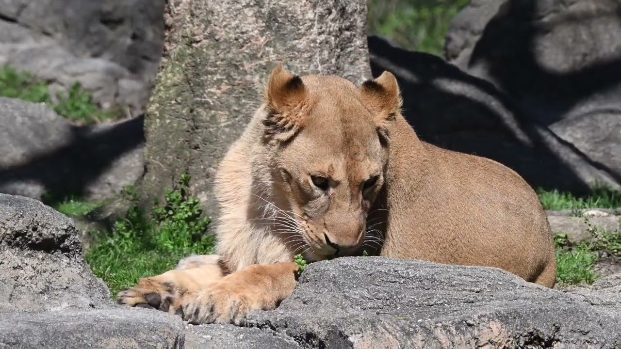とべ動物園 アフリカストリート ライオン舎 クレイ 20260308