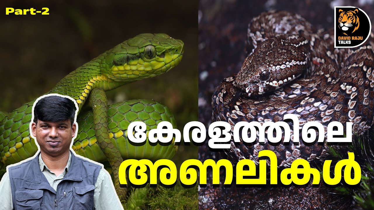 കേരളത്തിൽ അപൂർവമായ അണലികൾ! Kerala's Rare Pit Vipers;#davidrajutalks #snake #animals