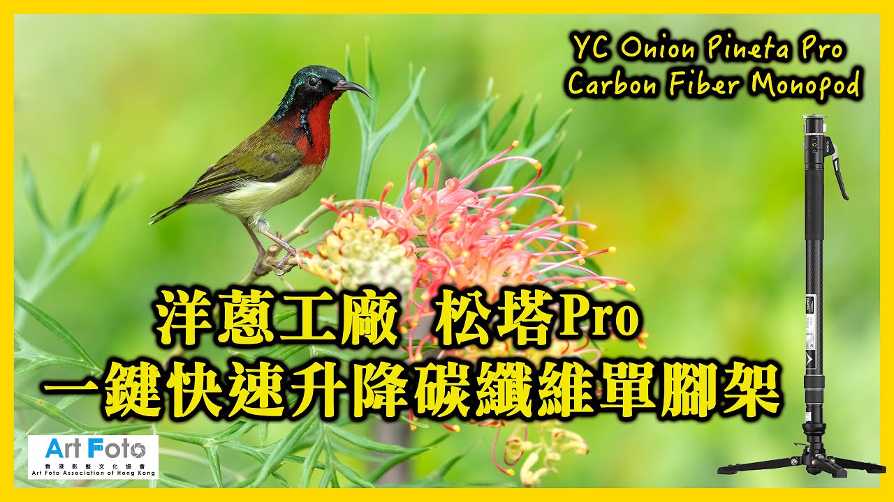【攝影教學/器材速遞#466】洋蔥工廠 松塔 Pro 一鍵快速升降碳纖維單腳架YC Onion Pineta Pro Carbon Fiber Monopod (CC 中文字幕)- Alex Fung