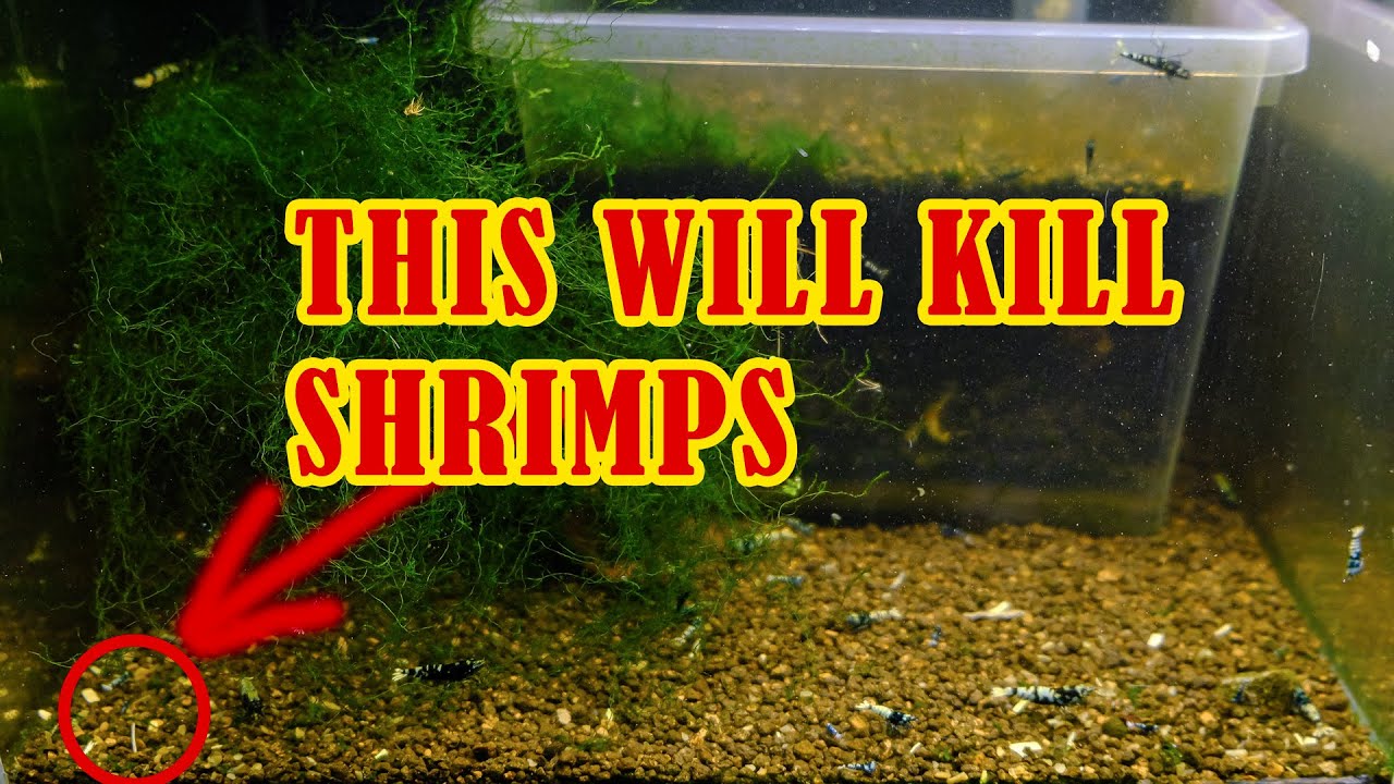 PLANARIA WILL KILL YOUR SHRIMPS - BUT YOU CAN PREVENT THIS