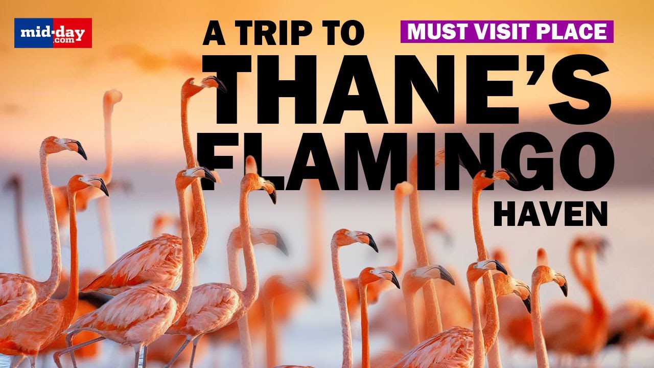Thane Creek Flamingo Sanctuary: Mumbai's Flamingo Haven