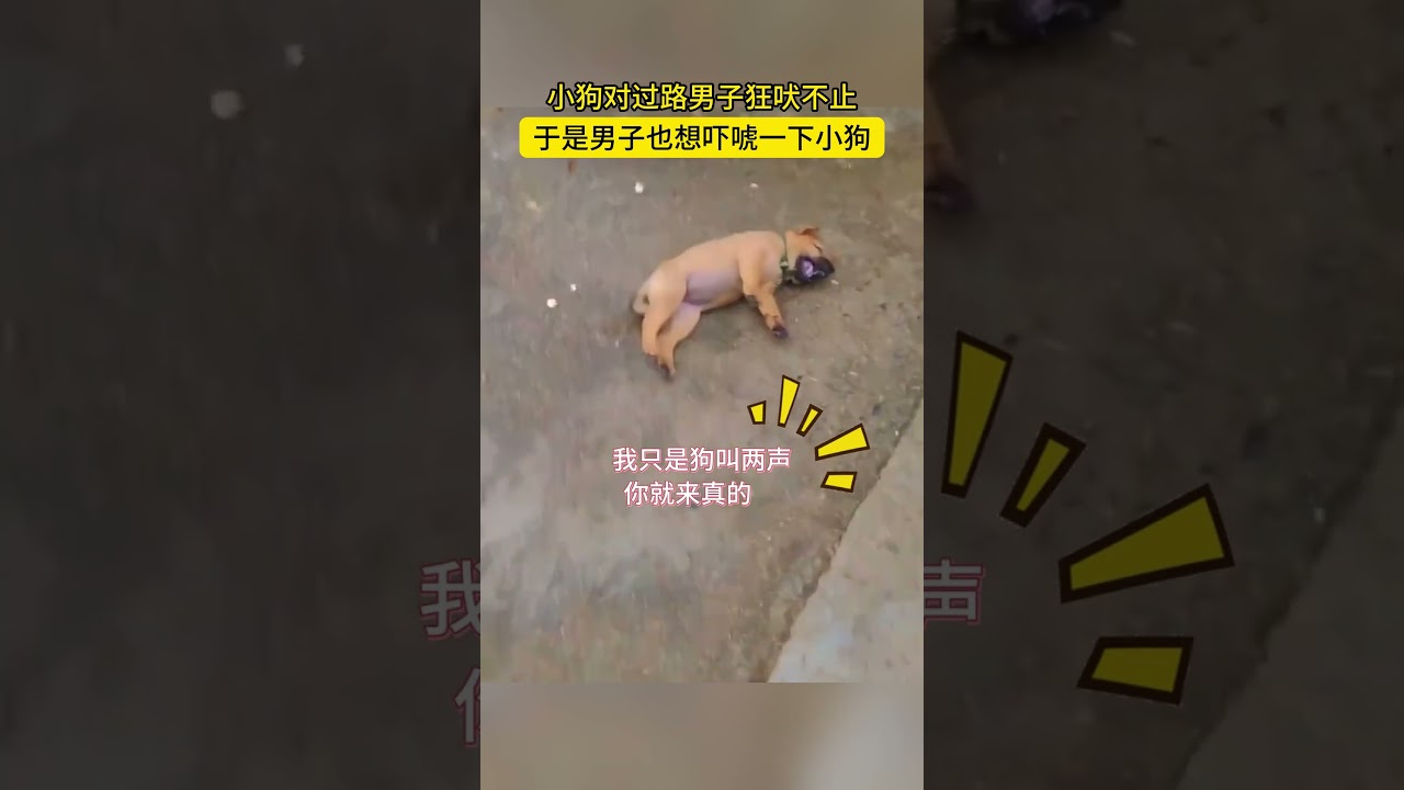 小狗對過路男子狗吠，男子決定去理論一番，然后就...... #狗狗