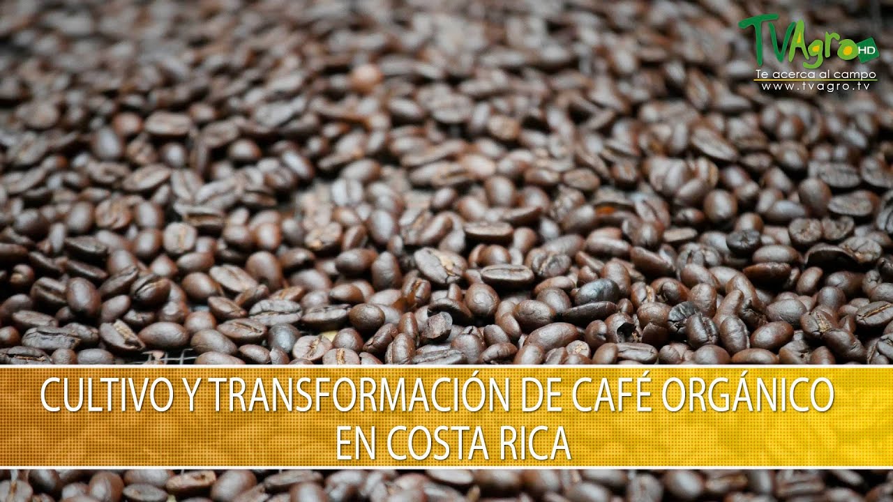 Cultivo y Transformacion de Cafe Organico en Costa Rica- TvAgro por Juan Gonzalo Angel Restrepo