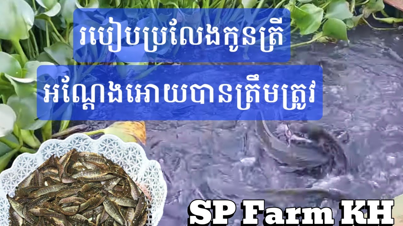 របៀបចិញ្ចឹមត្រីអណ្តែង ភាគទី2: របៀបប្រលែងកូនត្រីអោយបានត្រឹមត្រូវ #ត្រី #fish #farmer #nature