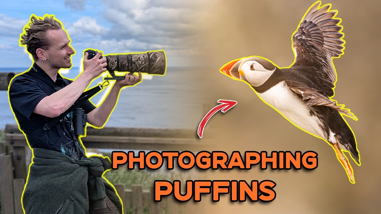 Photographing PUFFINS & More at RSPB Bempton Cliffs