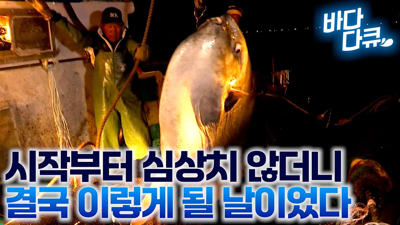 한 마리 50만원, 시작하자 마자 심상치 않다 / 개복치로 시작해서 거대한 물고기가 우수수  쏟아진다 / 가을 바다 사람들 / 한국기행 / #바다다큐
