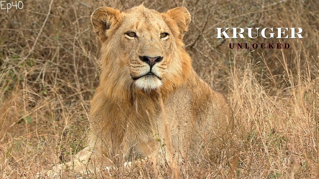 Incredible Late Morning Sighting of 3 Vurhami Pride Lions!