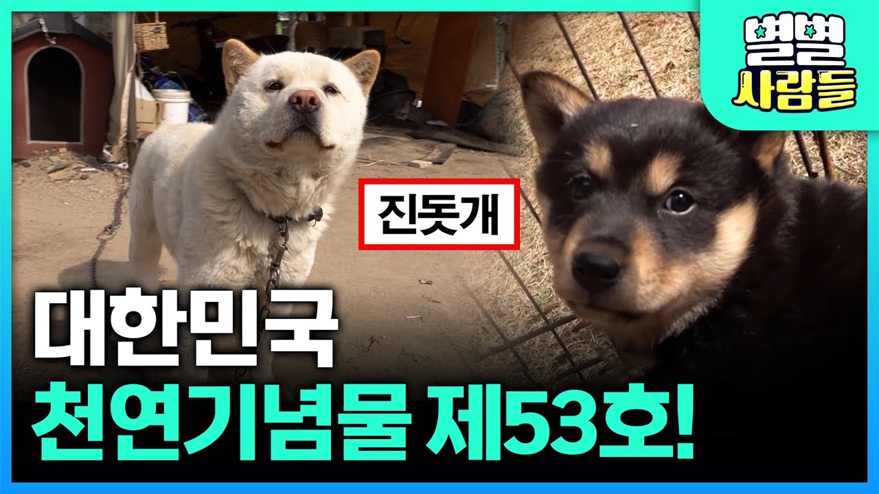 국내 순종은 5%도 안된다는 '진돗개'🐕 순수 혈통 백구 구별법은? [ 별별사람들 ] 20230426
