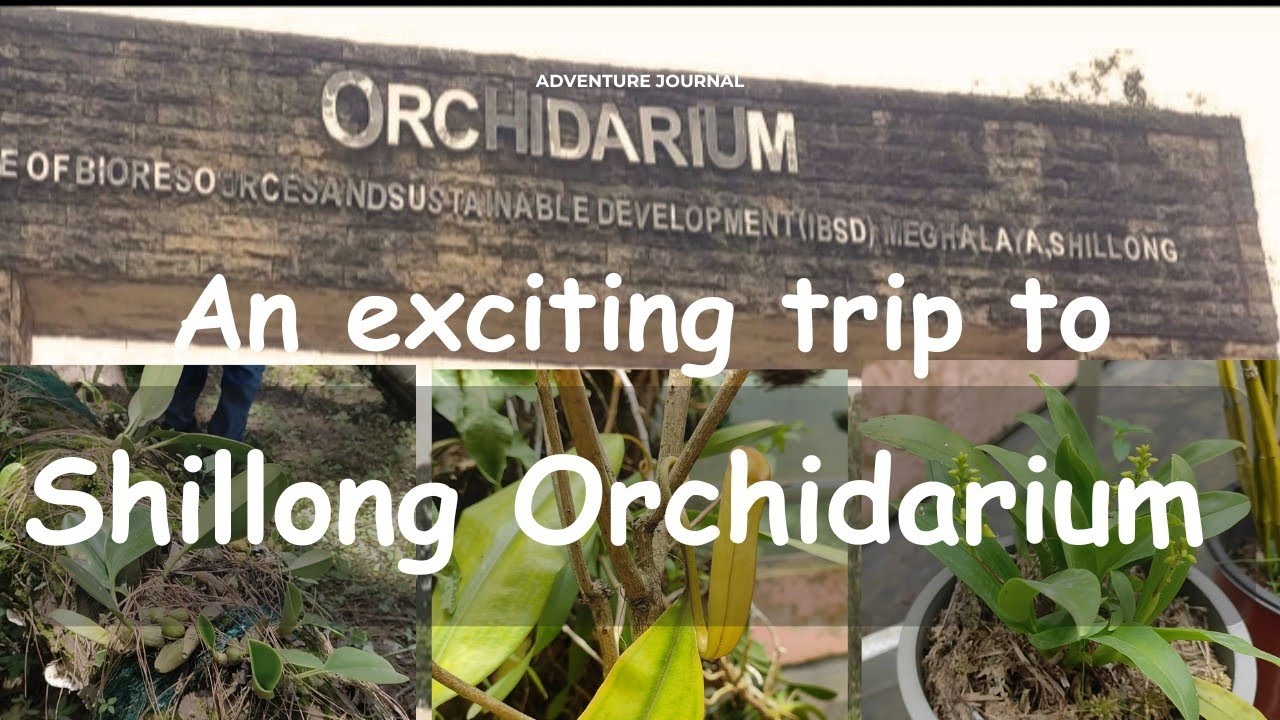 A visit to Shillong Orchidarium 