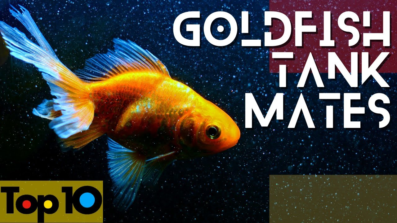 Goldfish Friendly Tank Mates | Our Top 10 Choices