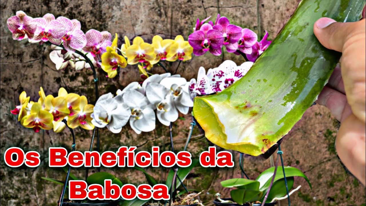 Os Incríveis Benefícios da BABO$A para as ORQUÍDEAS