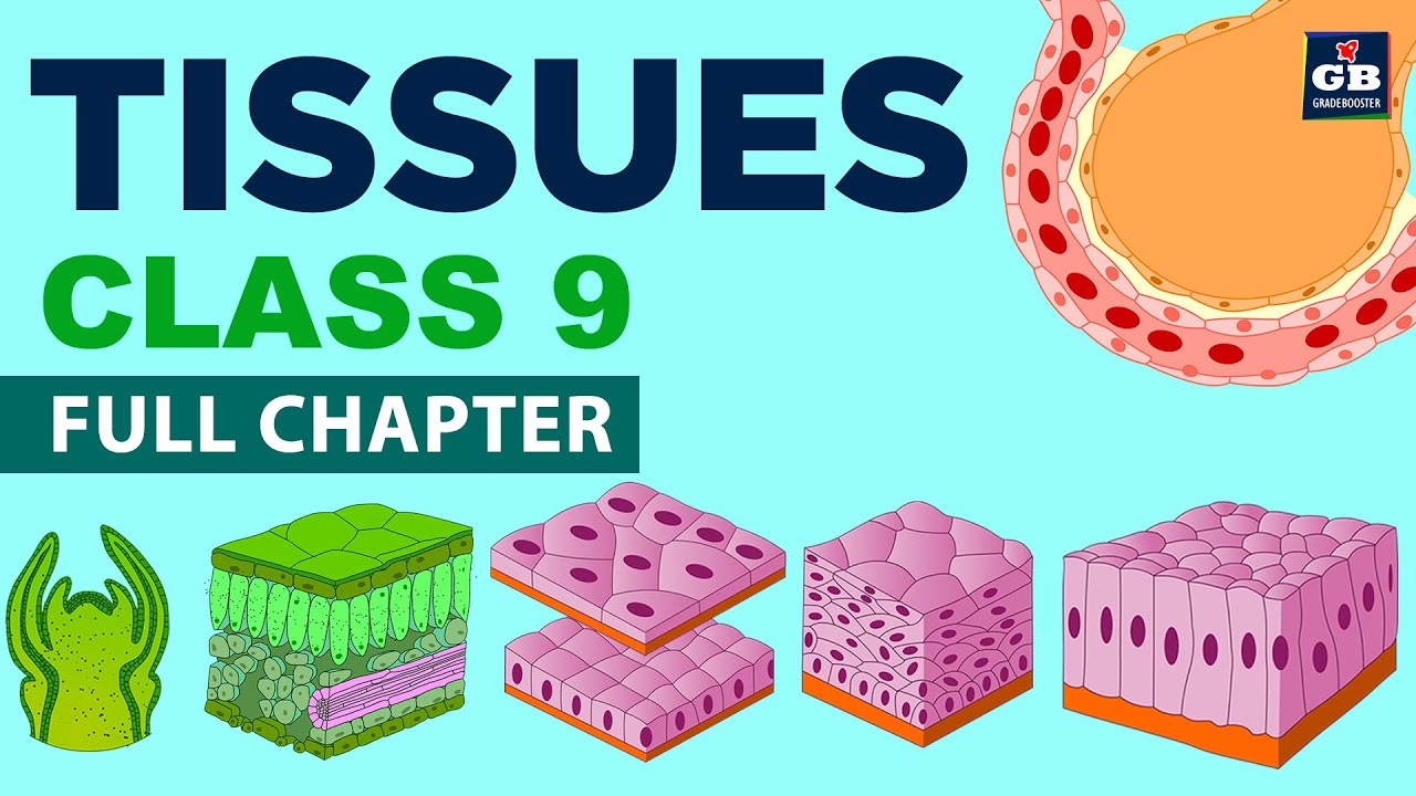 #Ткани 9 класс Полная глава (Анимация) | Биология CBSE 9 | Глава 6 | NCERT | Gradebooster