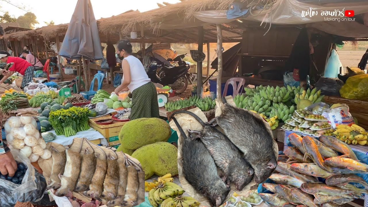 ตลาดลาวของป่า เวียงจันทน์ ปลากด หนูผุกใหญ่ จี่หอยแซ่บๆ