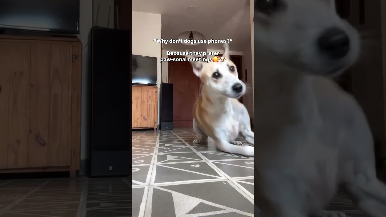 &ldquo;Why don&rsquo;t dogs use phones&rdquo; Because they prefer pawsonal meetings 🥰🐶