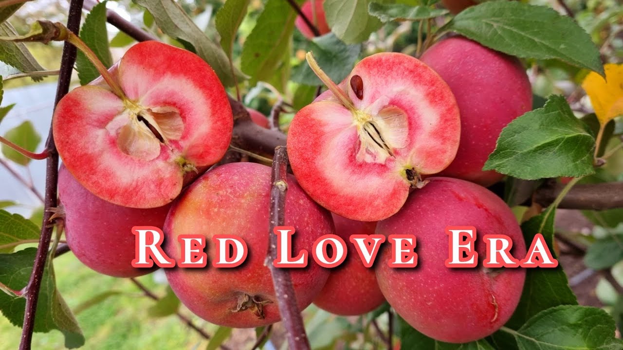 Apples Red Love Era