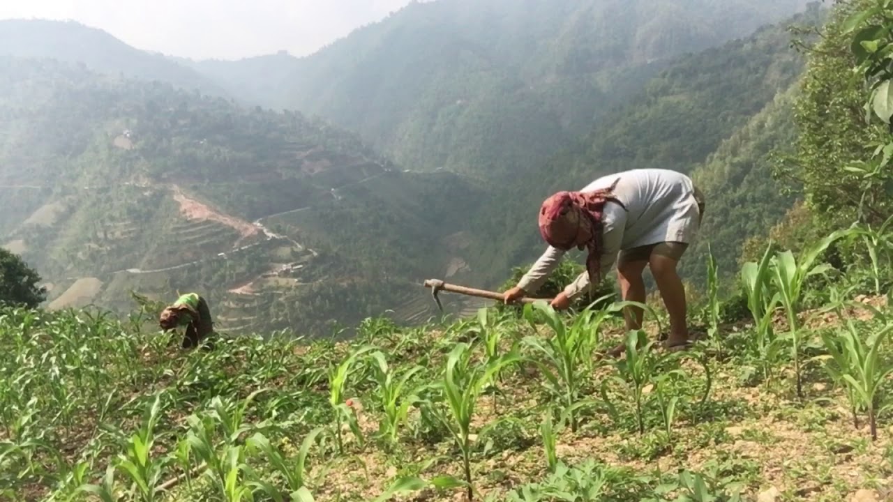 Maize Cultivation-package of practice