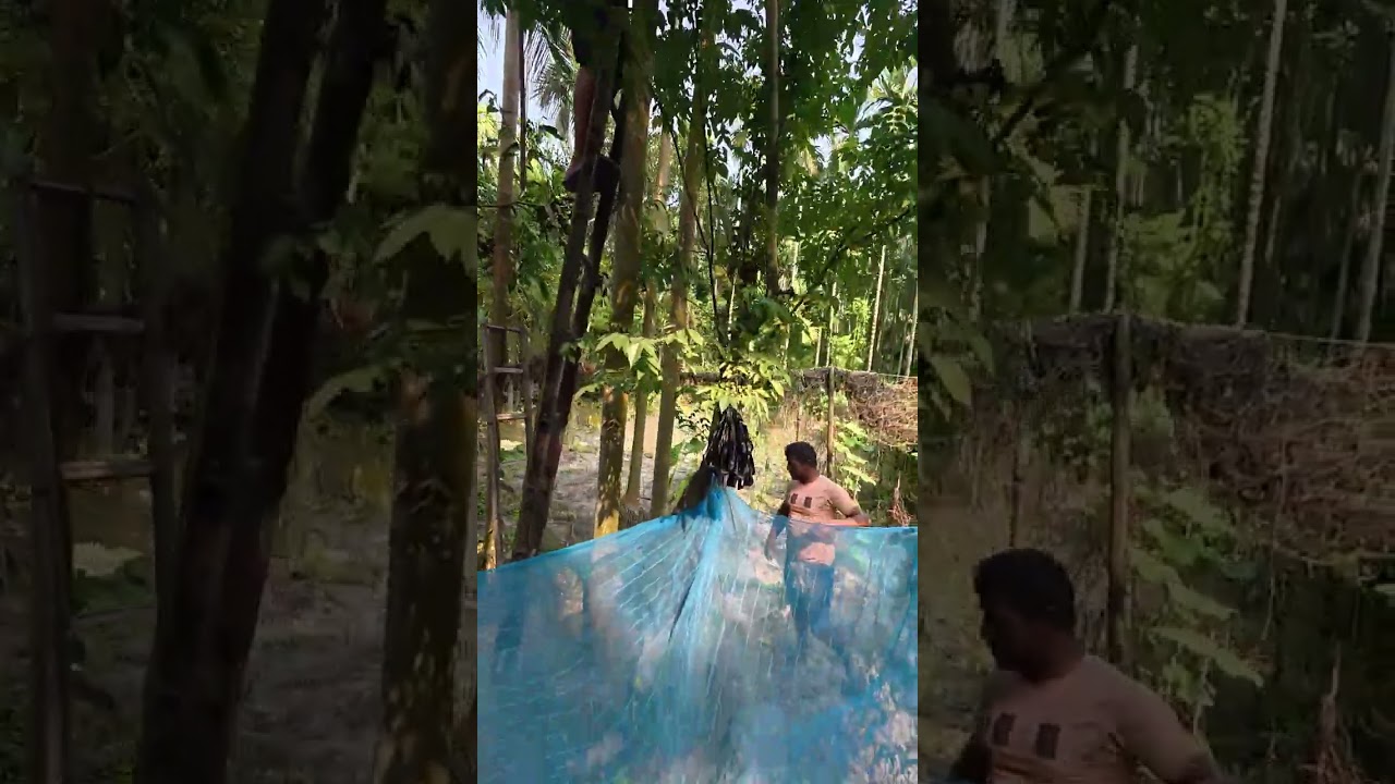সিজনাল যে কোন ফল একবারো হলেও খাওয়া উচিত