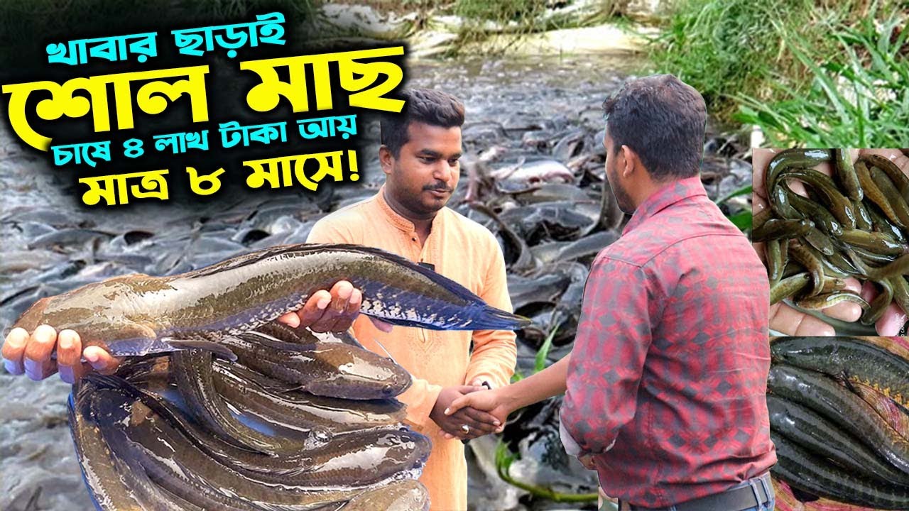 ১৫ শতকে খাবার ছাড়াই শোল মাছ চাষে ৪ লাখ টাকা আয় ৮ মাসে