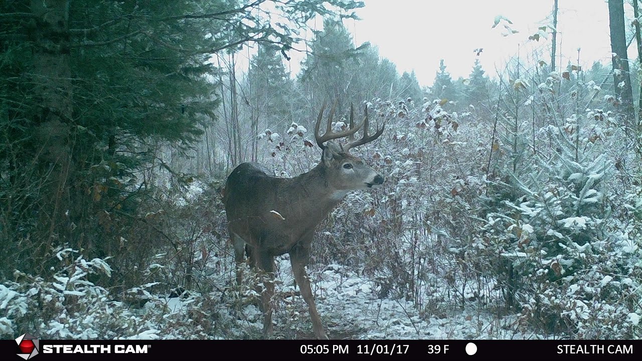 Bigwoods Scrapes