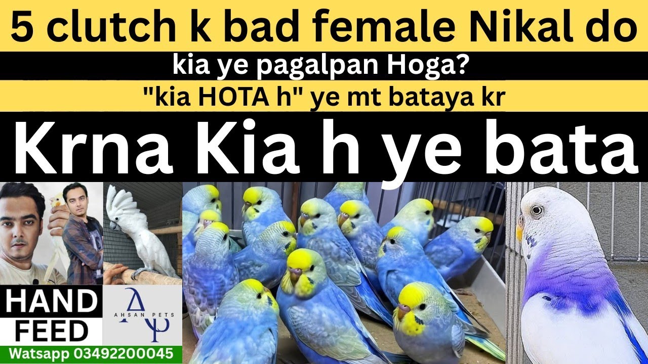 msle bot hn Bhai | ye Kam krle SB thik hojae ga | RAINBOW BUDGIES 