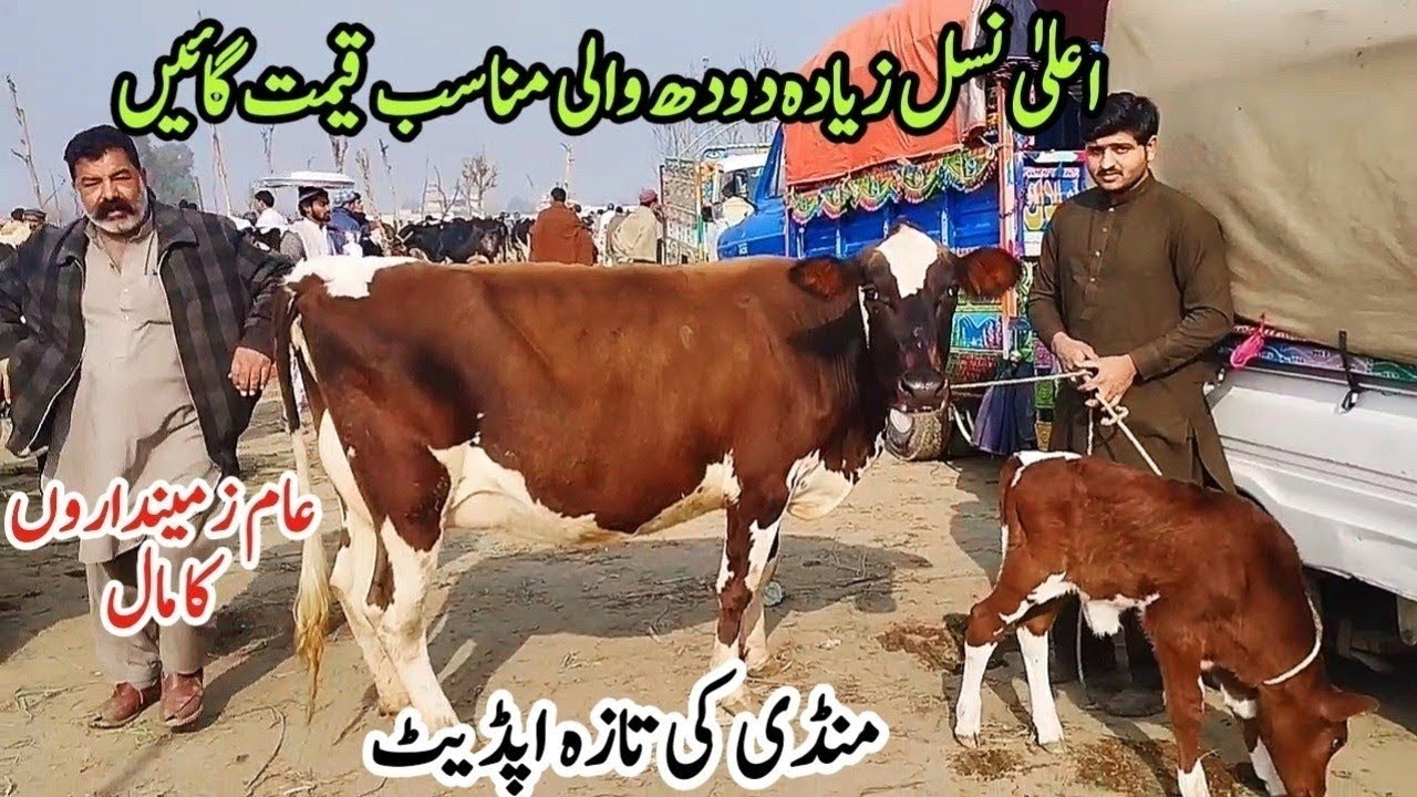 Gondal Mandi latest update 08Jan 2025!jersey cow price in Punjab!Sahiwal cow latest video!#cow#dairy