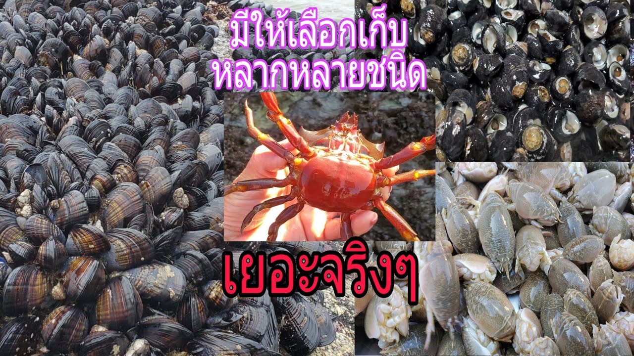 อยากกินอาหารทะเลเมื่อไหร่ก็พากันไปเดินเก็บตามทะเลใกล้บ้าน หลากหลายชนิด🦀CA,USA🦐11/12/19