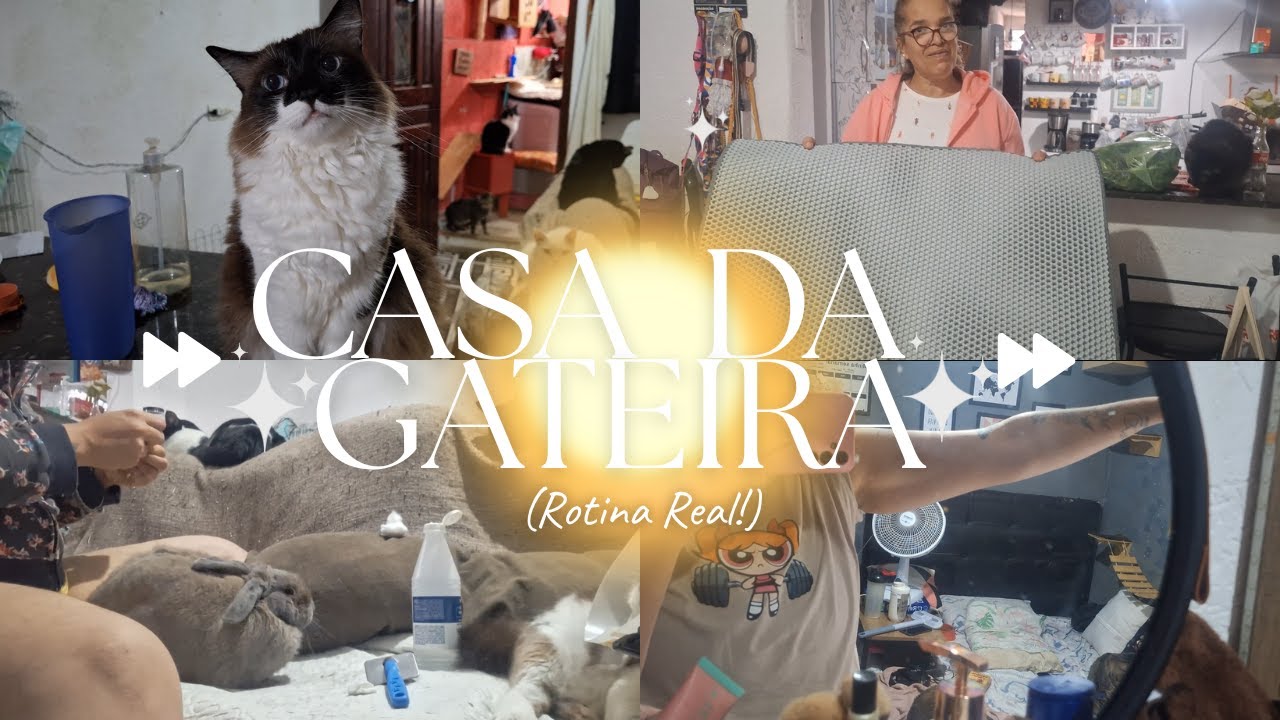 FINALMENTE A CASA DA GATEIRA ACORDOU | 12 GATOS DEMAIS